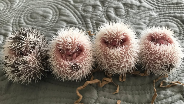 Four Hedgehog Babies in a Ball