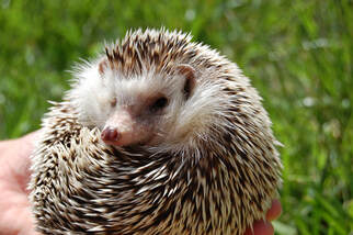 Male Hedgehog in a Ball Outdoors