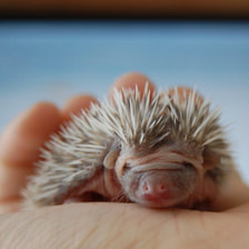 Baby hedgehog being held