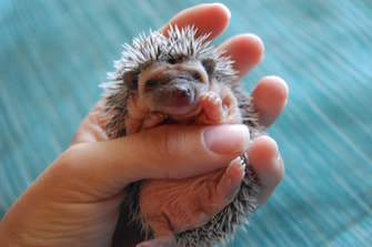 Baby Hedgehog Around 2 Weeks Old