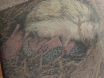 Hedgehog gave birth to four hoglets