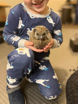 Child holding a hedgehog