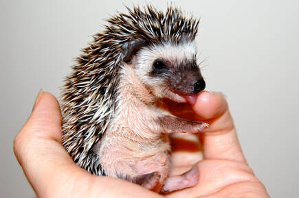 Baby hedgehog licking finger